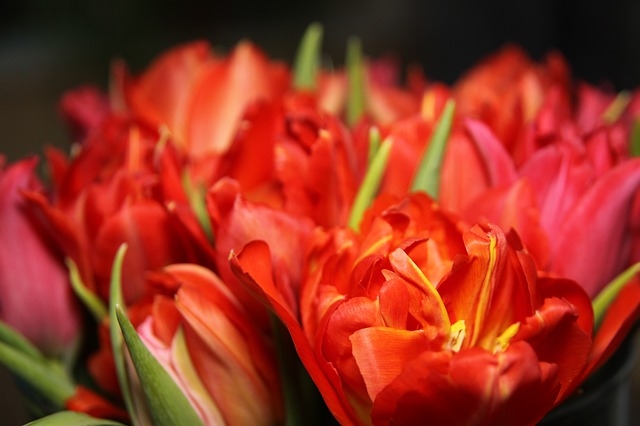 Lush red flowers