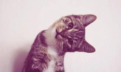 Cute kitty
