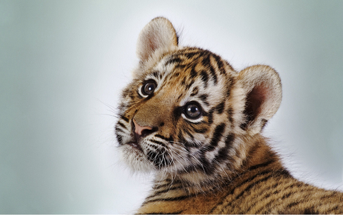 Baby tiger Baby tiger
