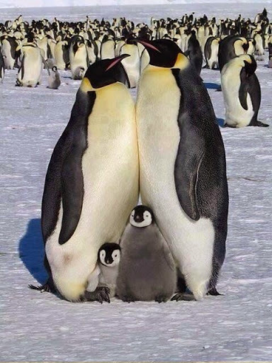 Penguin family Penguin family
