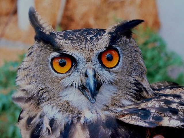 owl eyes