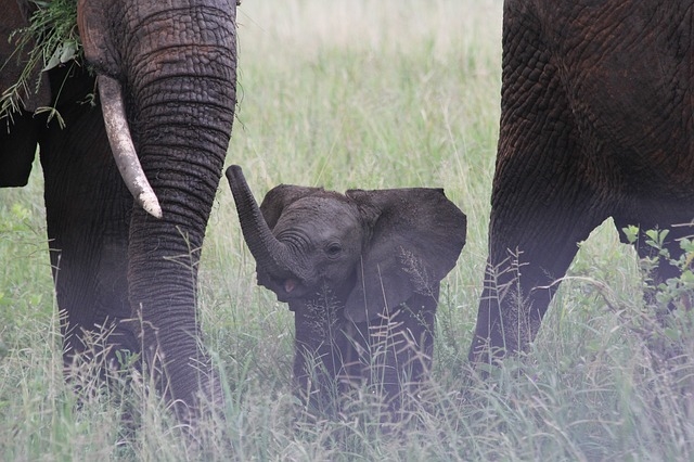 Elephant family Elephant family