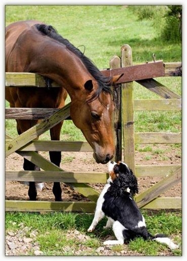 Horse and Dog Horse and Dog