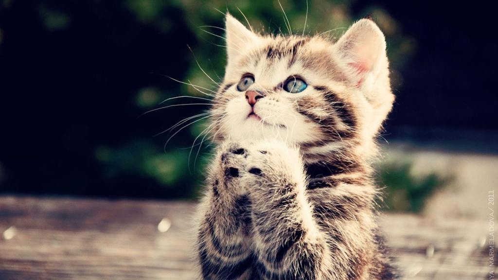 Cat Cat