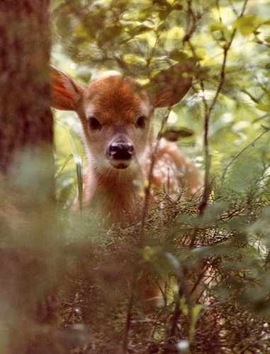 Deer Peeking Through Trees