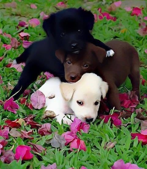 Three Lab Puppies
