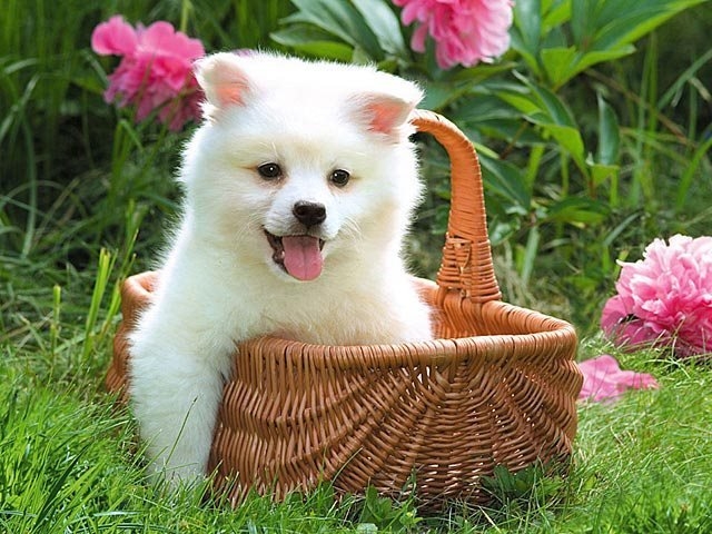 Adorable Samoyed Puppy in Basket Adorable Samoyed Puppy in Basket