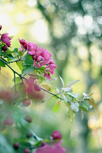 Buds of spring