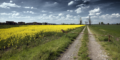 The path 