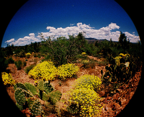 Desert scope