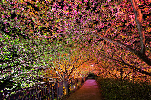 Trees of light