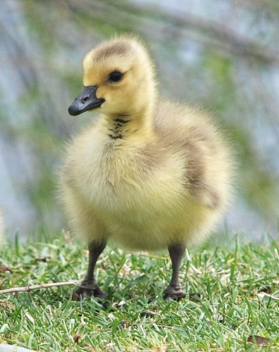 Duckling Duckling