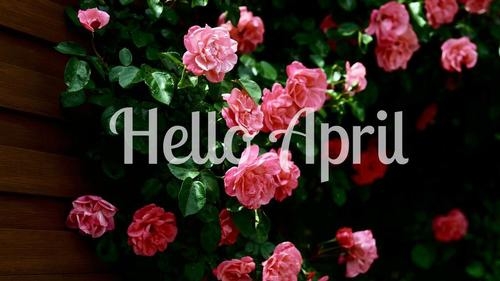 Hello April