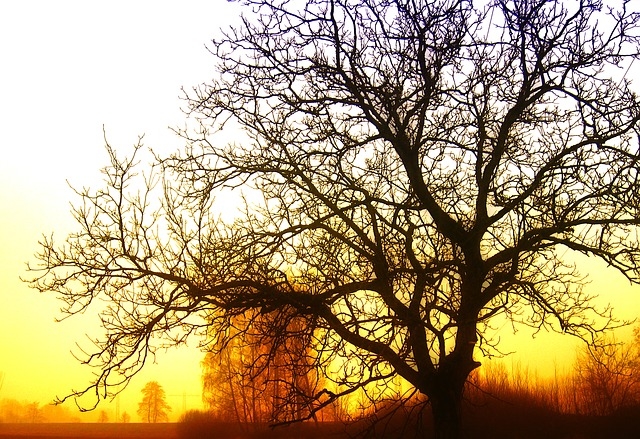 Misty sunrise
