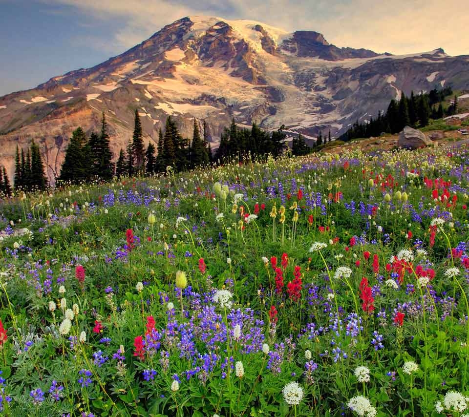 Paradise at Mount Rainier