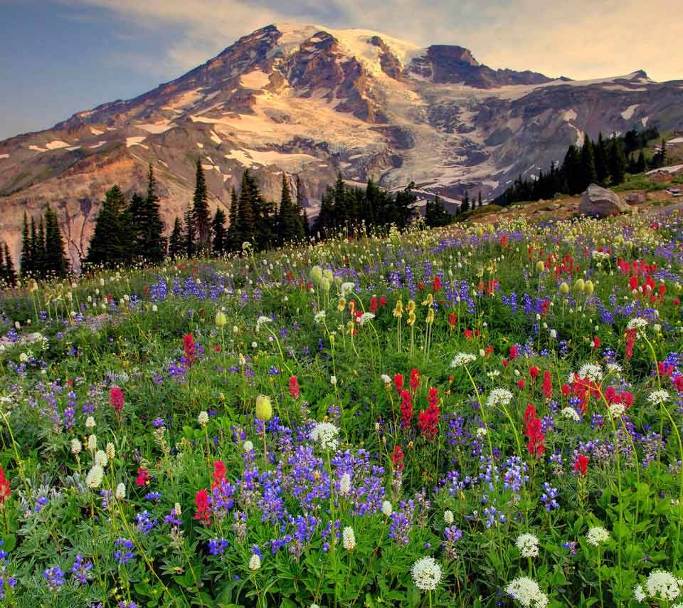 Paradise At Mount Rainier Pictures, Photos, and Images for Facebook ...