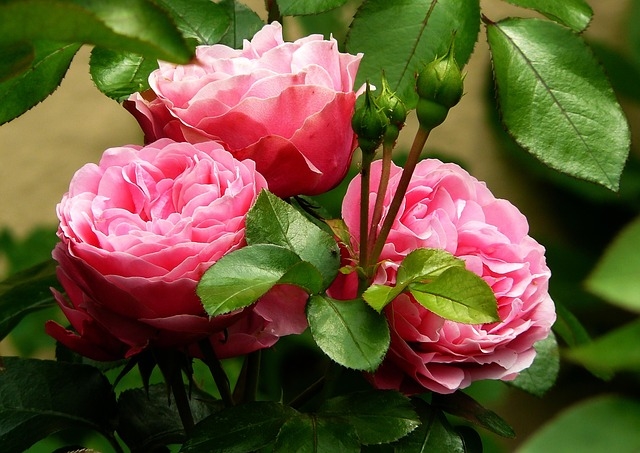 Pink rose blooms Pink rose blooms
