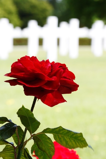 A rose among the dead A rose among the dead