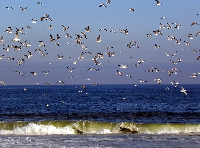 Flying birds