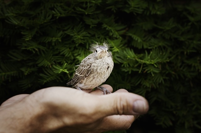 Baby Cardinal Baby Cardinal