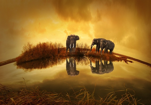 Thailand Elephants