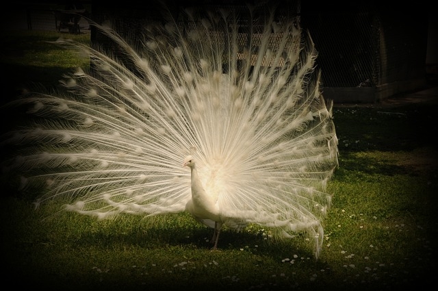 White peacock