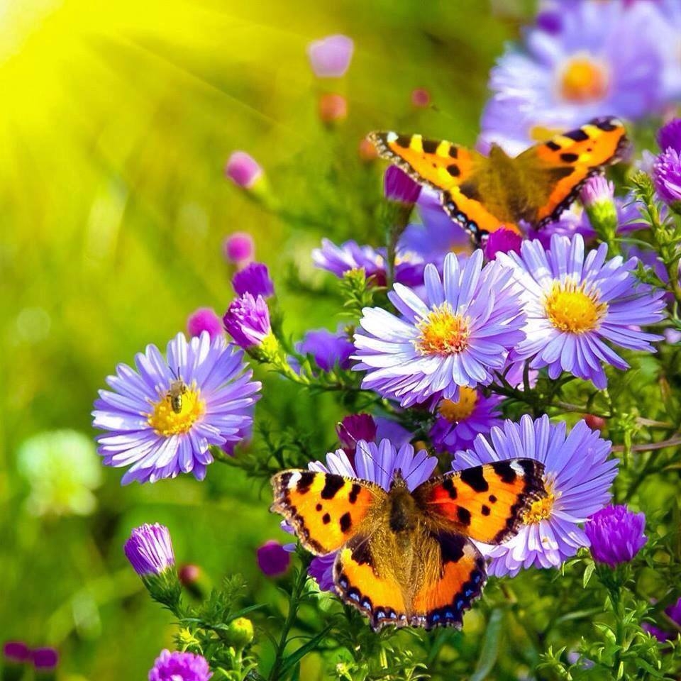 Spring Flowers