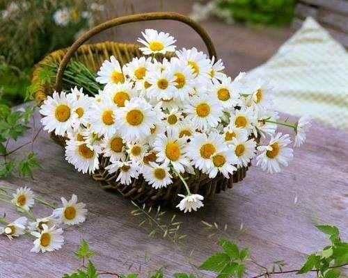 Basket of Daisies
