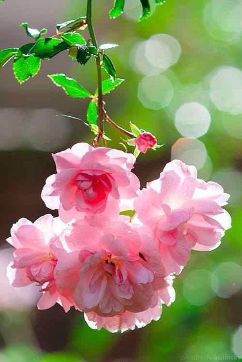 Pretty Pink Roses Pretty Pink Roses