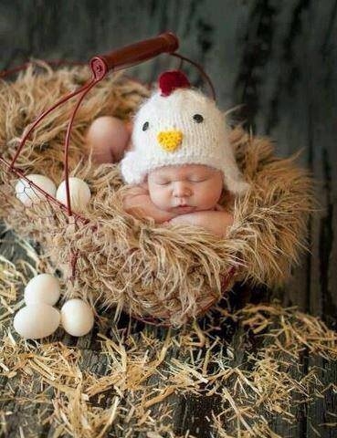Baby Chick Baby Chick