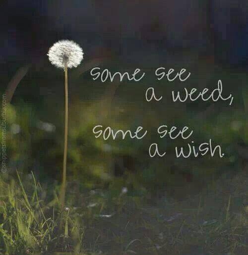 Some see a weed, some see a wish