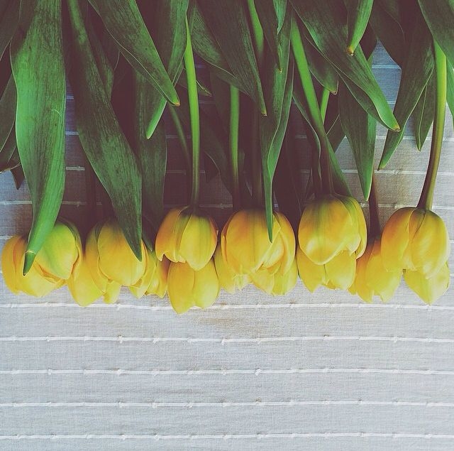 Yellow Tulips Yellow Tulips
