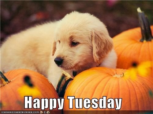 Happy Tuesday