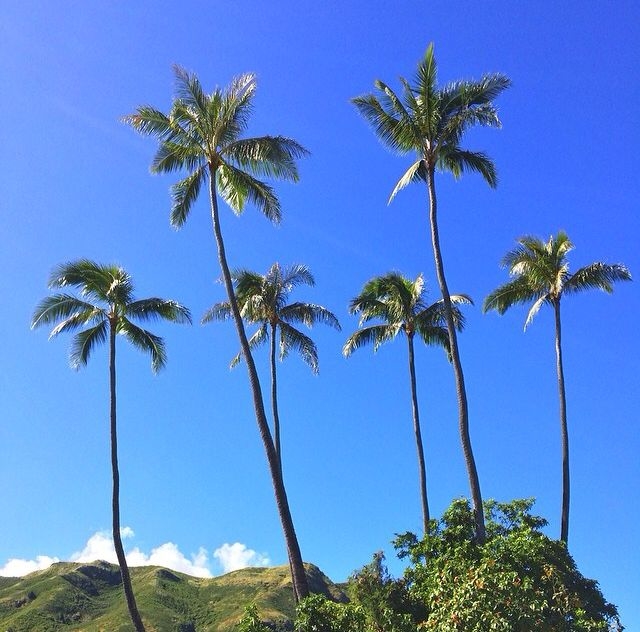 Palm Trees Palm Trees