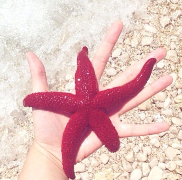Red Starfish