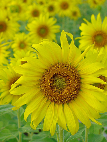 Bright sunflower Bright sunflower