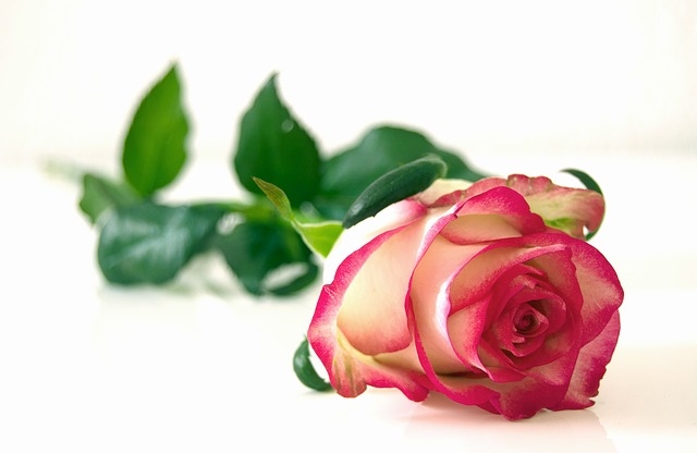 Single rose Single rose