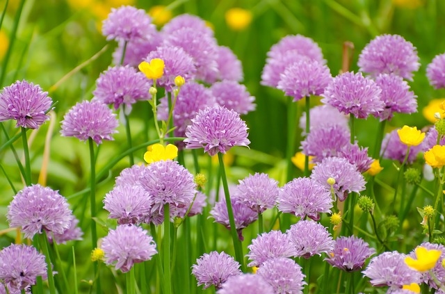 Spring garden