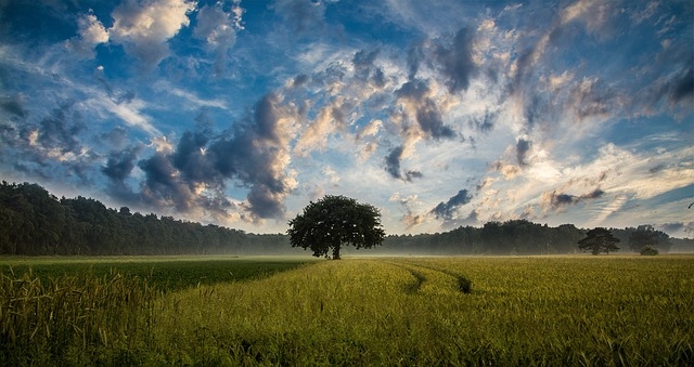 Distant tree Distant tree