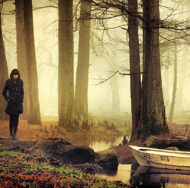 Misty Woods Misty Woods