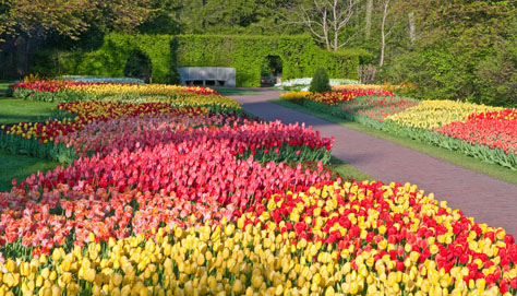 Tulip Path