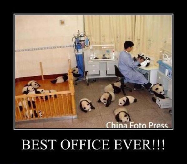 Best Office Ever!