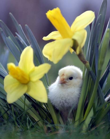 Little Chick & Daffodils