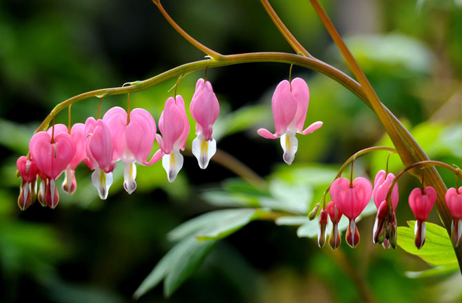 Pink Bleeding Heart