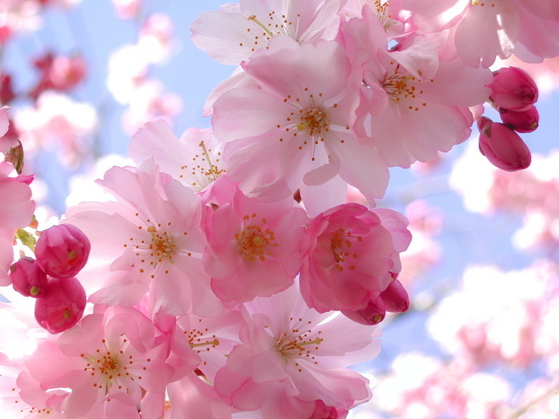 Pretty Pink Spring Blossoms