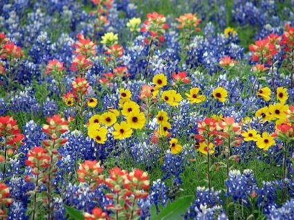 Colorful Wildflowers