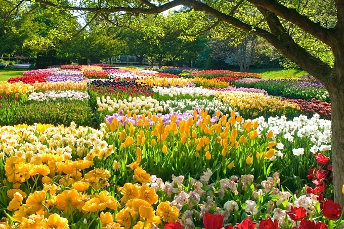 Spring Bulbs