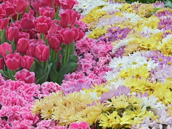 Pretty Spring Flowers