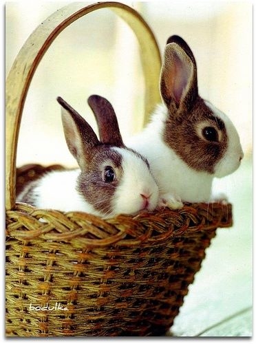 Bunnies in a basket