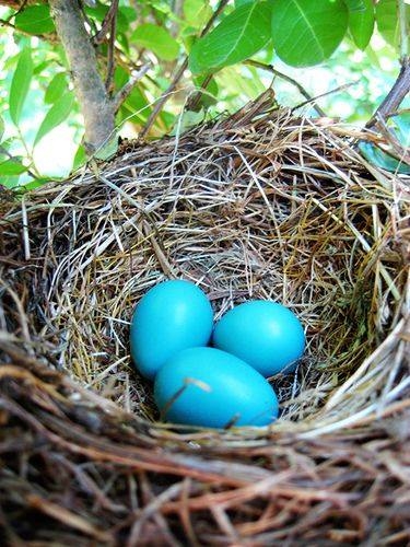 Robin's Eggs